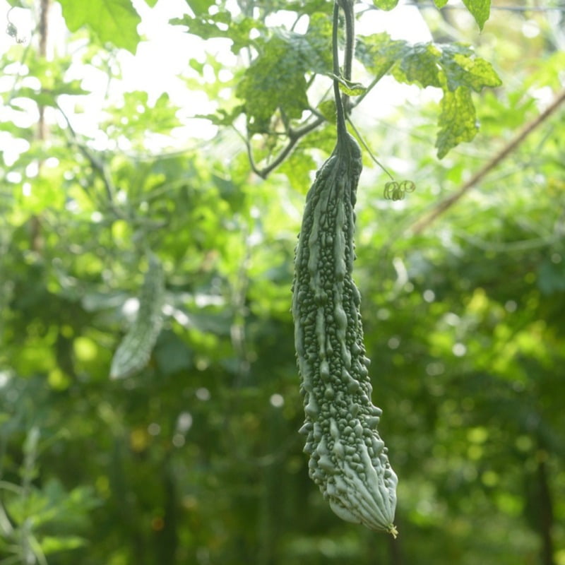Bitter Gourd (Kakara) 8 to 10 seeds