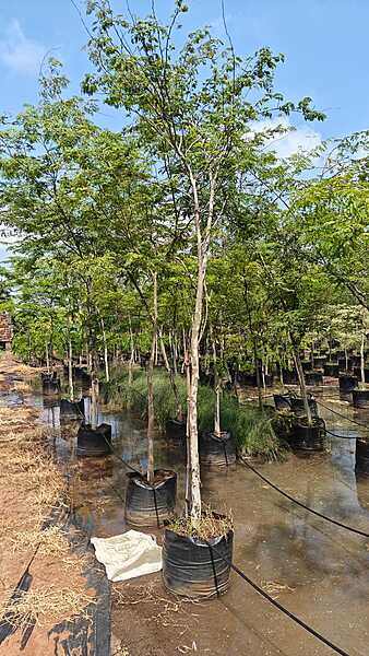 Jacaranda Mimosifolia
