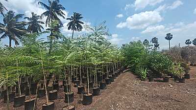 Jacaranda Mimosifolia