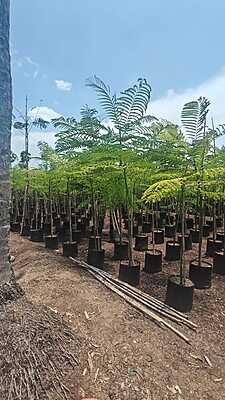 Jacaranda Mimosifolia