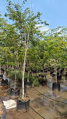 Jacaranda Mimosifolia