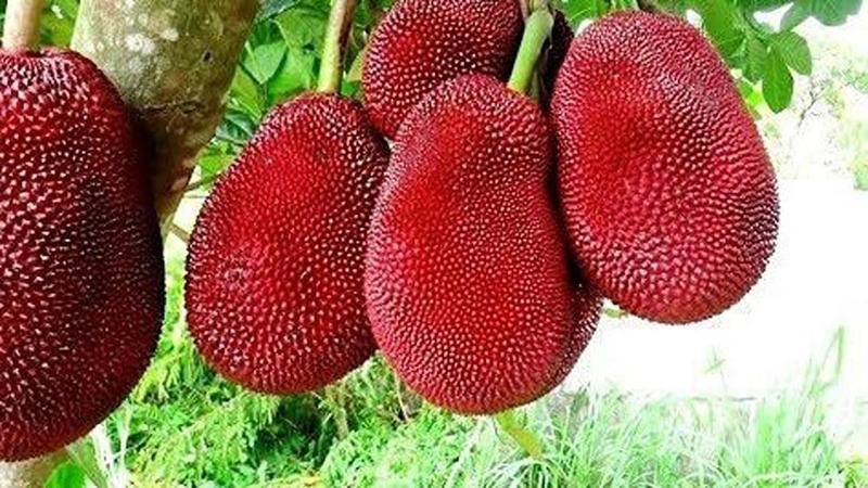 Fresh red jackfruit