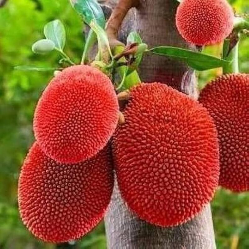 Fresh red jackfruit