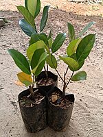 Jackfruit Saplings