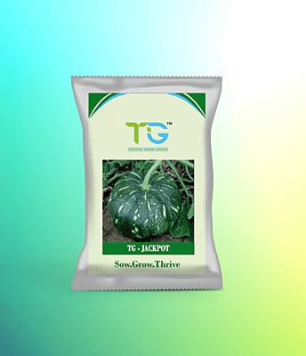 Hybrid Pumpkin TG-Jackpot