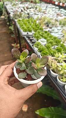 Jade Plant