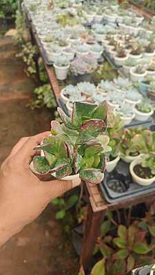 Jade Plant Jade Plant