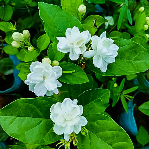 Jasmine Plant