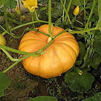 10 seeds Pumpkin (Gummadikaya) కూర గుమ్మడి కాయ KUMBALAKAI