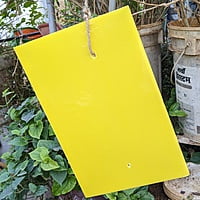 10 Nos pack of Yellow Sticky Trap for Insects A4 size (210*297)