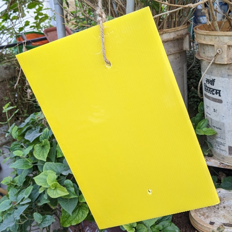 10 Nos pack of Yellow Sticky Trap for Insects A4 size (210*297)