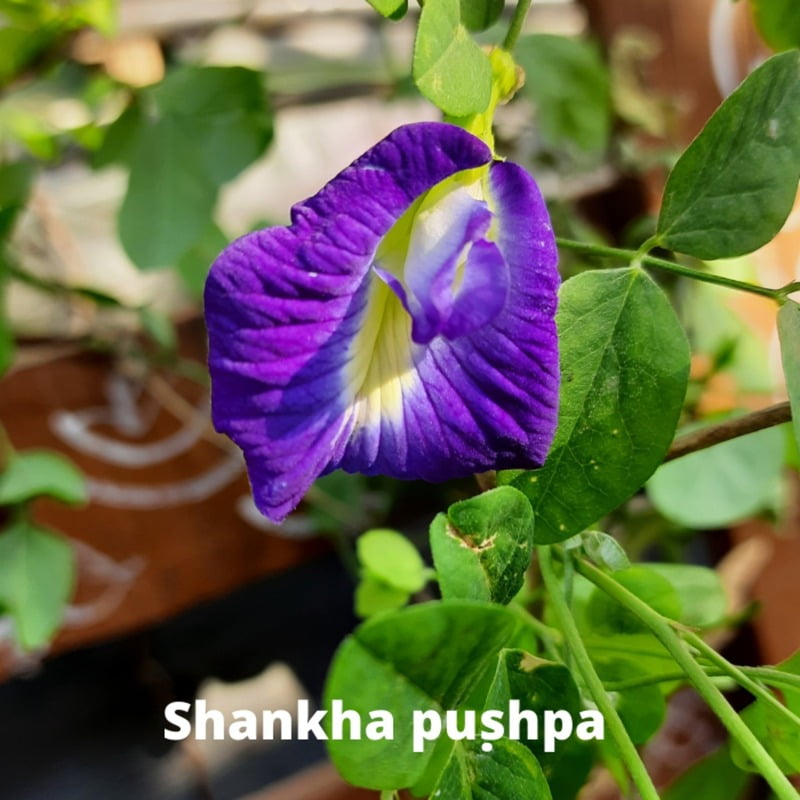 Aparajita or Asian pigeonwings or Shanka Pushp Blue color (5 to 8 seeds)