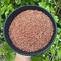 Kaatuyaanam