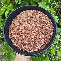 Kaatuyaanam