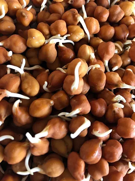 Organic Kala Chana Sprouts 200 Gms