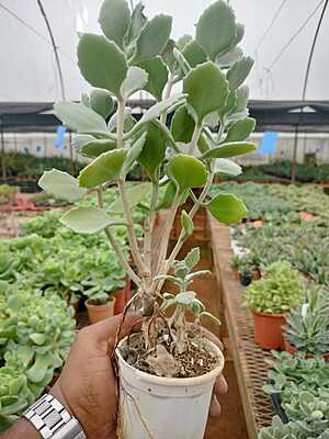 Kalanchoe Beharensis Fang