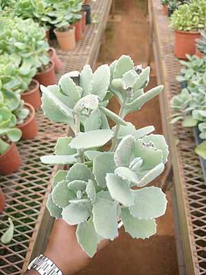 Kalanchoe Beharensis Fang
