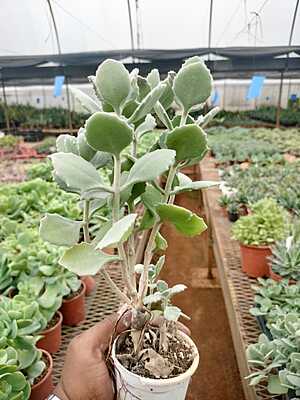 Kalanchoe Beharensis Fang