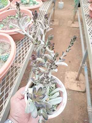Kalanchoe Chocolate Soldier