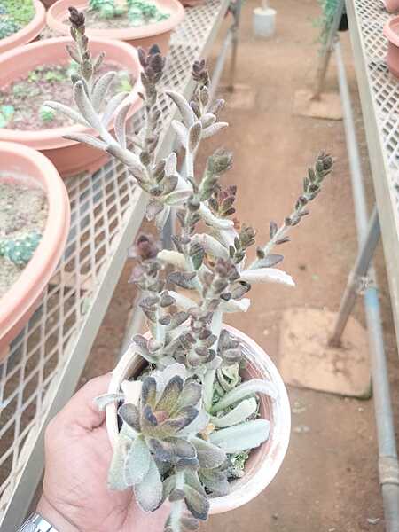 Kalanchoe Chocolate Soldier