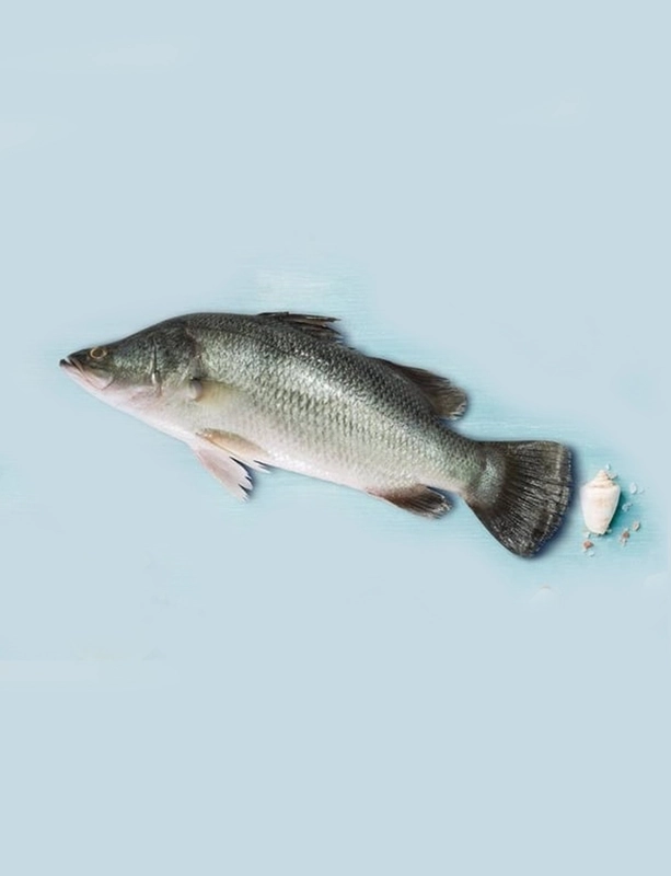 KALANJI / KOLAN / SEA BASS   -500gm