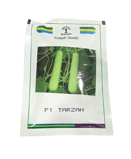Kalash Bottlegourd Tarzan-50gm