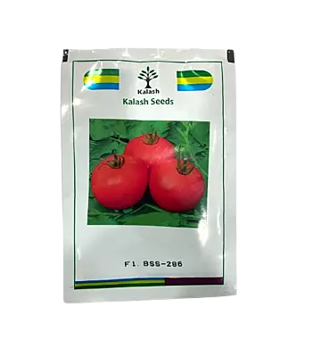 BSS-286 F1 Tomato Hybrid Seeds by Kalash Seeds