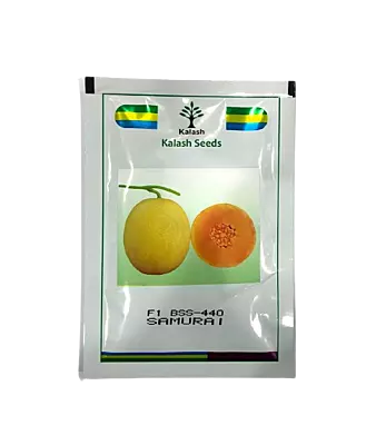 BSS-440 SAMURAI Muskmelon Seeds by Kalash Seeds