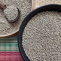 Bajra Pearl Millet