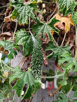 KARELA