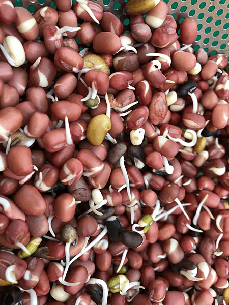 Organic Kashmiri Red Moong Sprouts 200 Gms