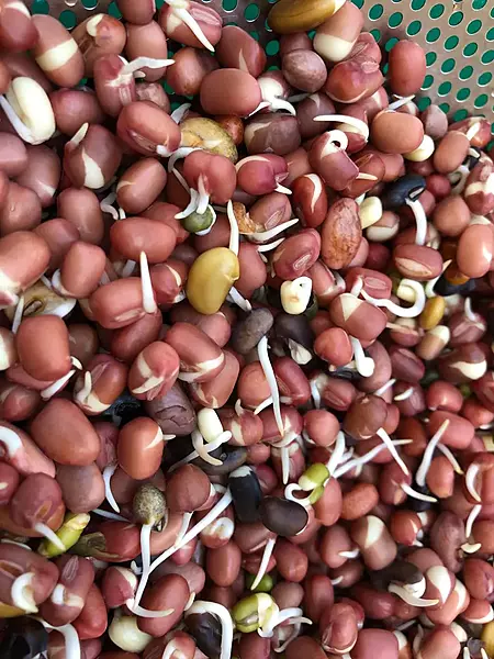 Kashmiri Red Moong Sprouts 200 gms - Love Green Life