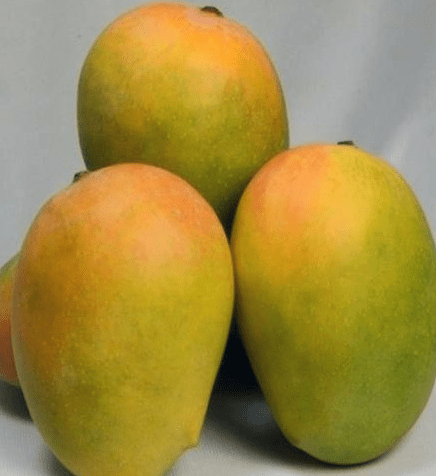 KESAR - 5 Kgs KESAR - 5 Kgs