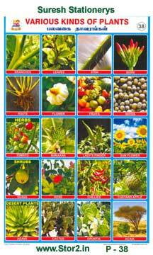 Kinds Of Plants - Picture Chart No - 38