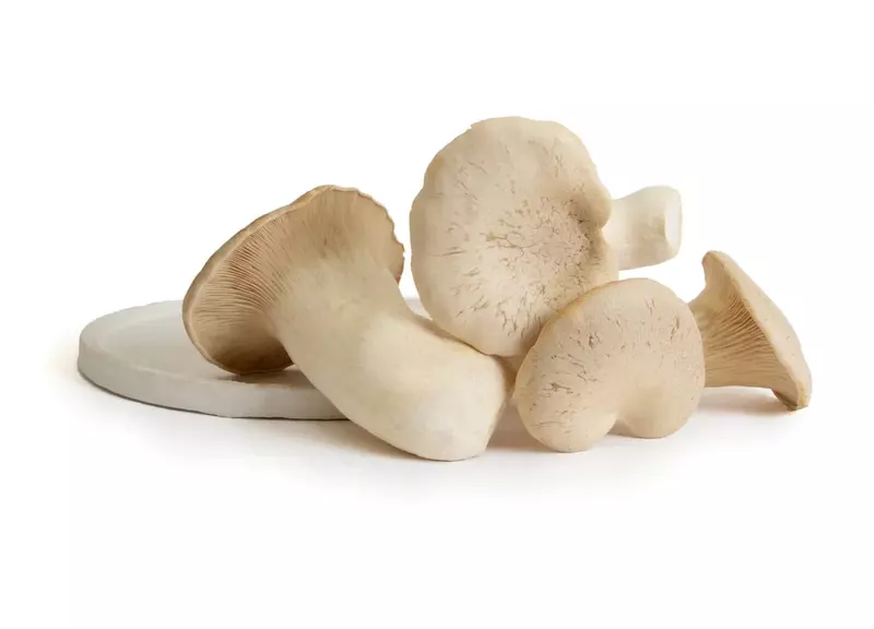 King Trumpet Mushrooms - Shroomery