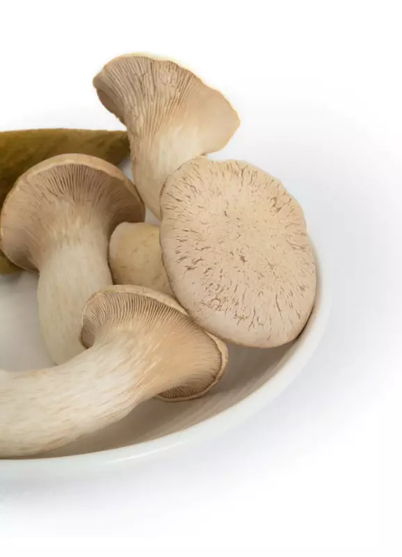 King Trumpet Mushrooms - Shroomery