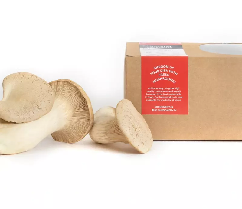 King Trumpet Mushrooms - Shroomery
