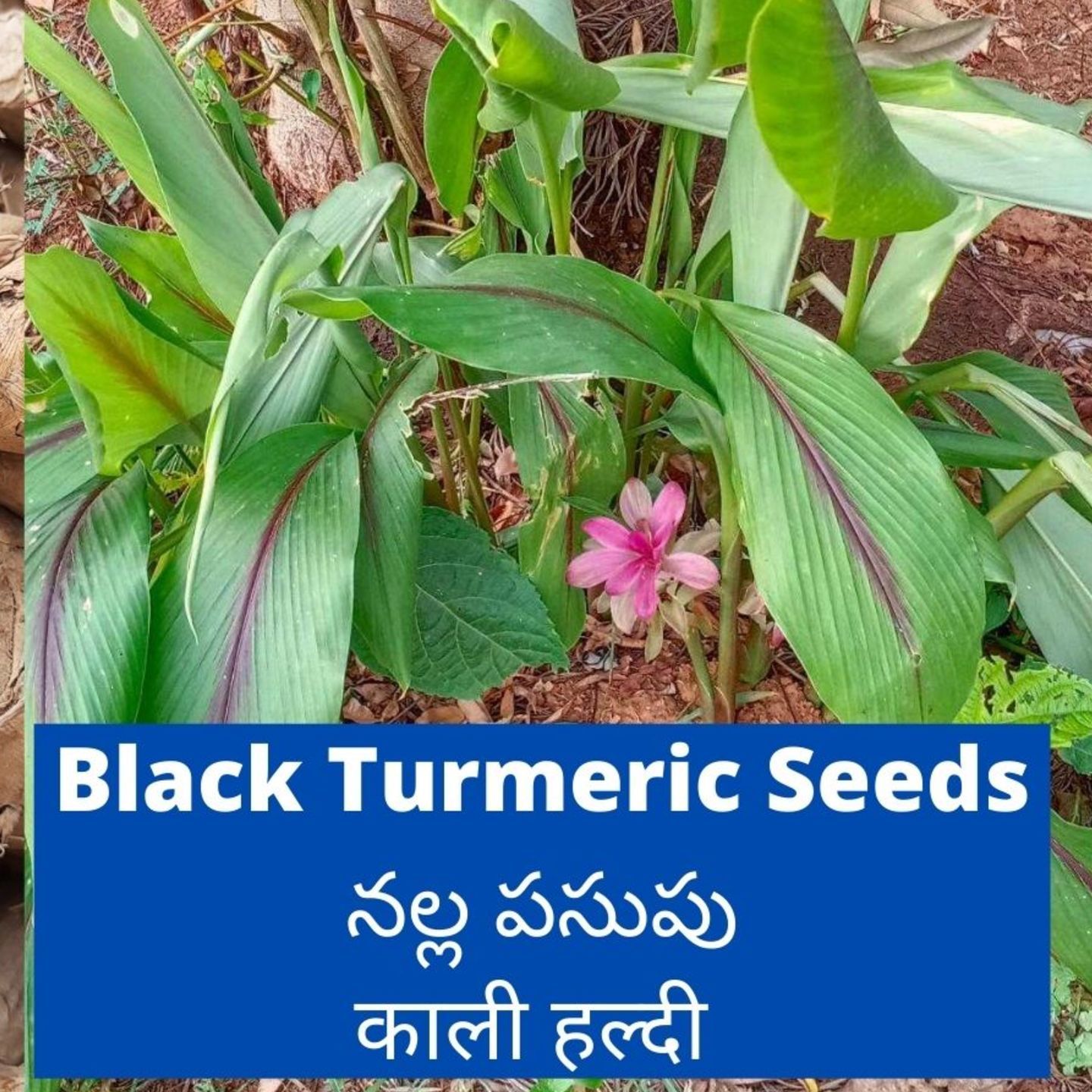 250gms Black Turmeric Seeds Rhizomes | నల్ల పసుపు (Curcuma caesia)