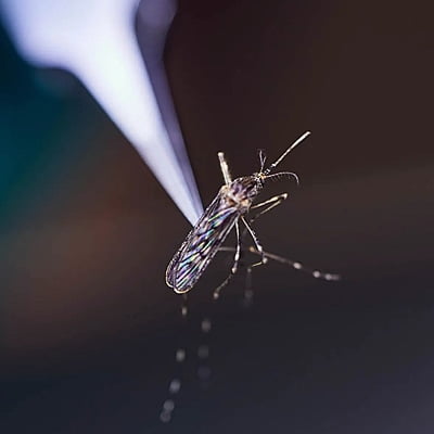 Entomological Forceps Extra Fine Tip - LI-IR-34