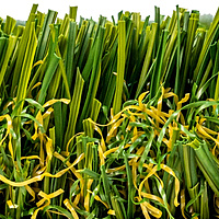 GreenHaven™ - LG - 35