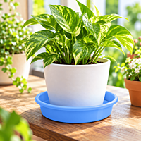 4 Inch Plastic Plant Tray | ECSHA