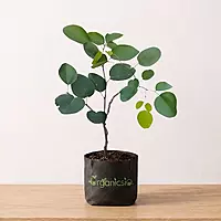 Laal Chandan Plant (Pterocarpus santalinus)