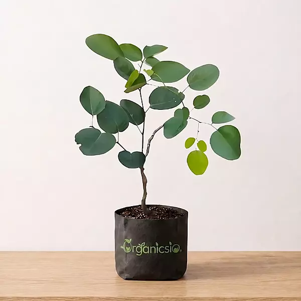 Laal Chandan Plant (Pterocarpus santalinus)