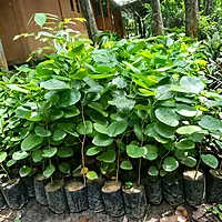 Laal Chandan Plant (Pterocarpus santalinus)