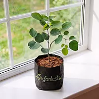 Laal Chandan Plant (Pterocarpus santalinus)