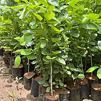 Laal Chandan Plant (Pterocarpus santalinus)