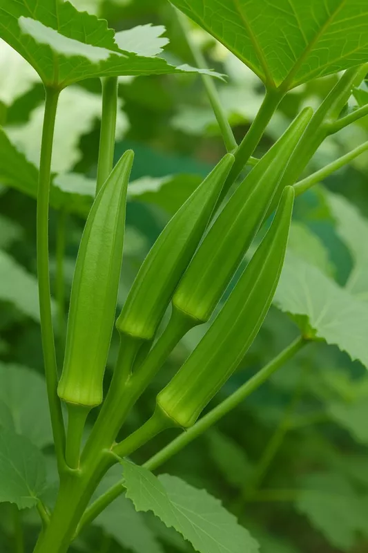 Ladies Finger(Okra) బెండకాయ