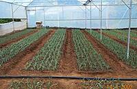 Polyhouse Layout Modification & Expansion Service