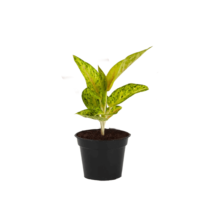 Aglaonema Lemon