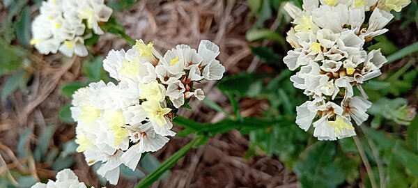 Limonium White